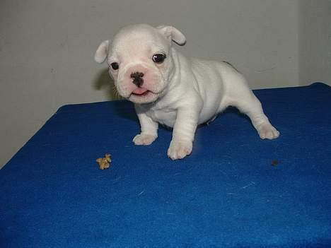 Fransk bulldog Fighter baflo (Baflo) - Baby Baflo billede 20