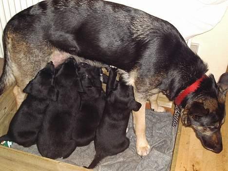 Blanding af racer Bonnie R.I.P 18/9-07 - Bonnie med sit første kuld hvaloe billede 6