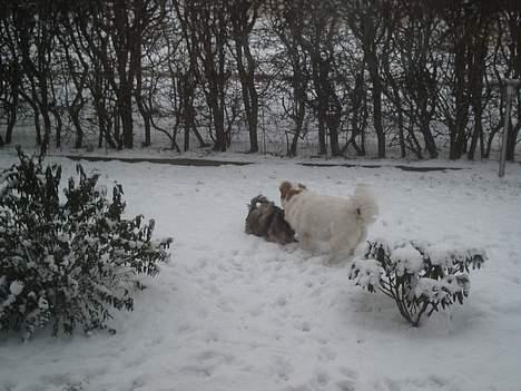 Lhasa apso bonnie.*Død d 14/11 2008* billede 12