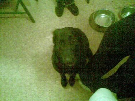 Blanding af racer Ronja billede 1