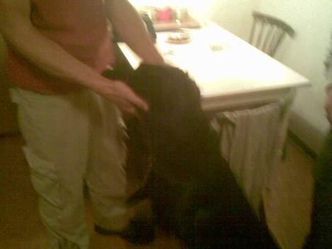 Blanding af racer Ronja billede 2