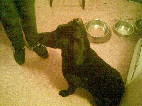 Blanding af racer Ronja billede 3