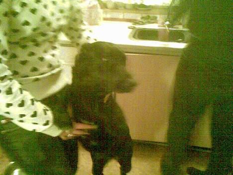 Blanding af racer Ronja billede 4