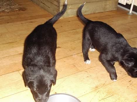 Blanding af racer Ronja - her er Ronja som lille + en anden a de hvalpe fra det kuld billede 5