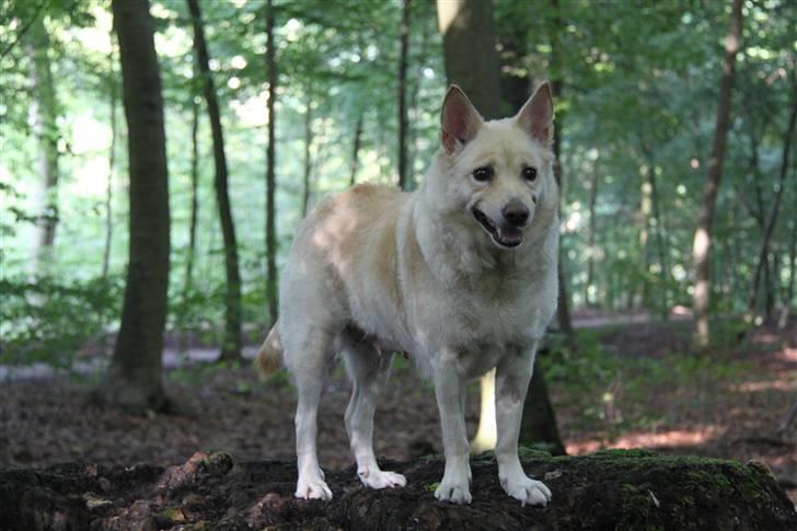 Islandsk fårehund Lulu R.I.P. - Fantastiske lulu - taget d 13 august 2010 - 9 år men stadig smuk og stolt :´) billede 1