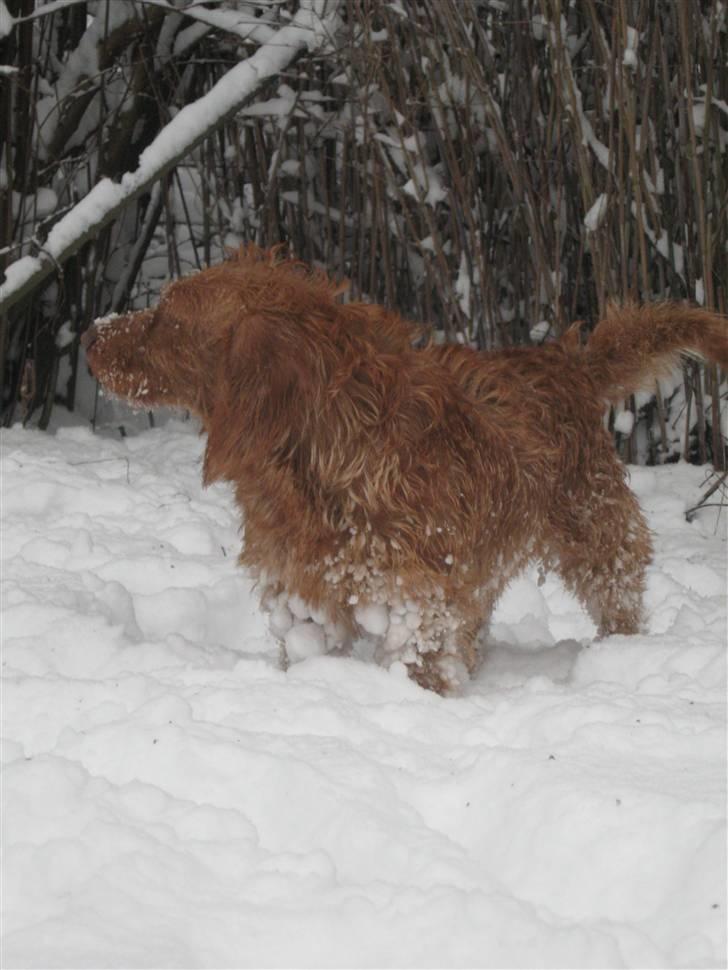 Basset fauve de bretagne Fjordkærs Ingolf billede 3