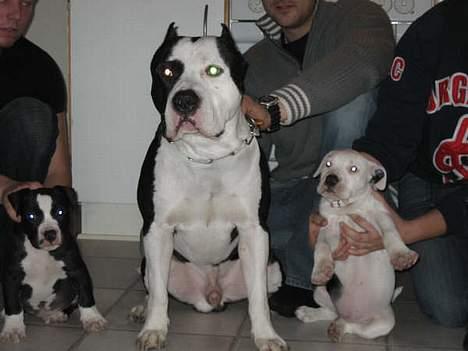 Amerikansk staffordshire terrier Thia (Himmelhund) - Lille mig sammen med min bror og far... billede 13