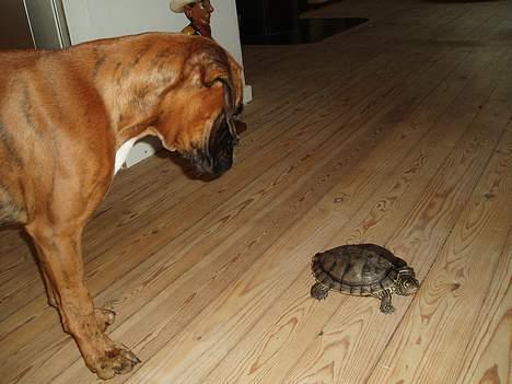 Boxer Odin - Vil du lege? billede 14