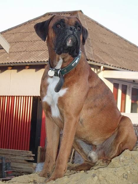 Boxer Odin - Odin på bjerget! billede 15