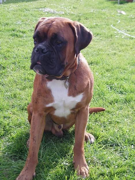 Boxer Odin billede 16
