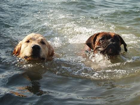 Boxer Odin - Ude at svømme sammen med min bedste ven Simba. billede 17