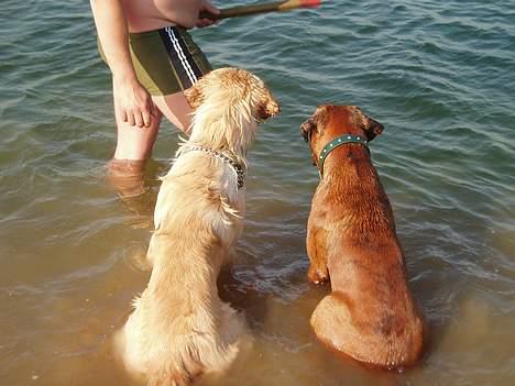 Boxer Odin billede 18