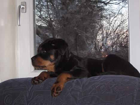 Rottweiler Buller - Vindues hunden Buller, 12 uger gammel. billede 14