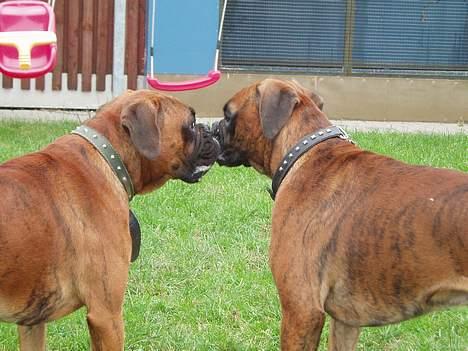 Boxer Odin - Jeg møder min bror Koda. billede 20