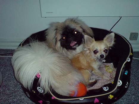 Chihuahua Frida - Her er jeg sammen med min bedste ven Bobby. billede 12