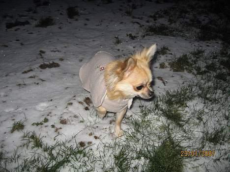 Chihuahua Frida - Brrr.... det er ikke sjovt med sne. billede 14