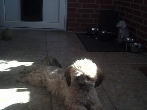 Lhasa apso bonnie.*Død d 14/11 2008* billede 13