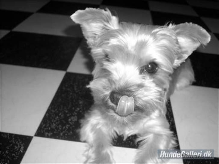 Yorkshire terrier Noa - Hej =) billede 1