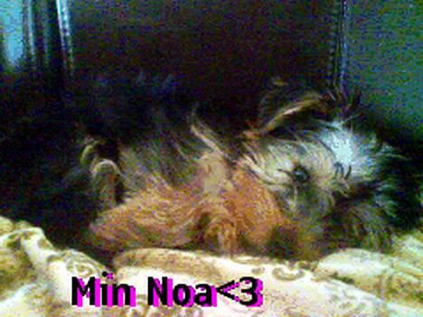 Yorkshire terrier Noa - En meget Træt Noa.. <3 billede 2