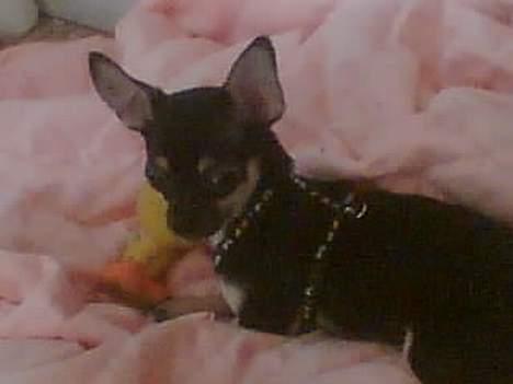 Chihuahua King - Jeg elsker at kigge på mor billede 11