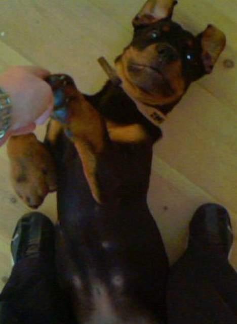 Rottweiler tyson - ikke kilde...  billede 11