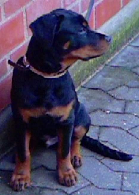 Rottweiler tyson billede 12