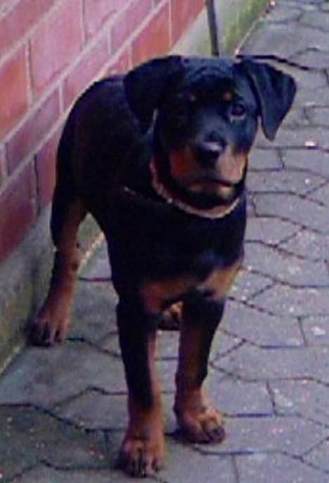 Rottweiler tyson - mor du må ikke gå... billede 13