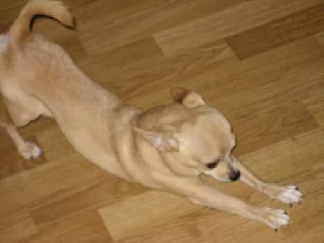 Chihuahua Tyson billede 4