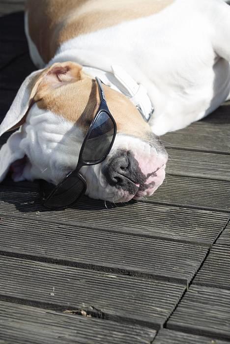 Amerikansk bulldog Victor - alt for fedt og ligge her i solen billede 10