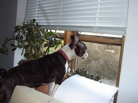 Boston terrier Flora - Venter på far.... billede 9