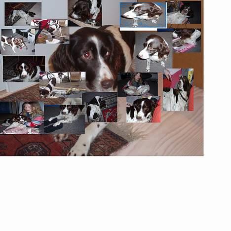 Kleiner münsterländer gina R.I.P :'( billede 18