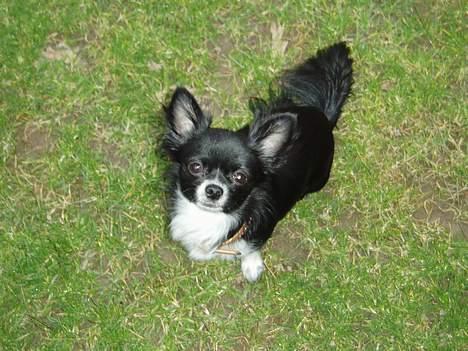 Chihuahua anton R.I.P d 14-12-07 billede 14