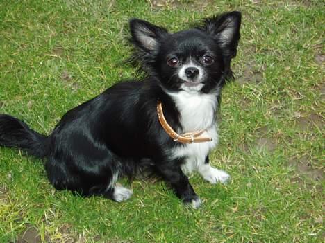 Chihuahua anton R.I.P d 14-12-07 - viser lige en hjørnetand til ære for fotografen billede 15