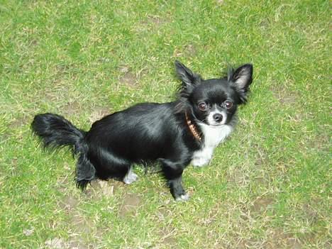 Chihuahua anton R.I.P d 14-12-07 billede 16