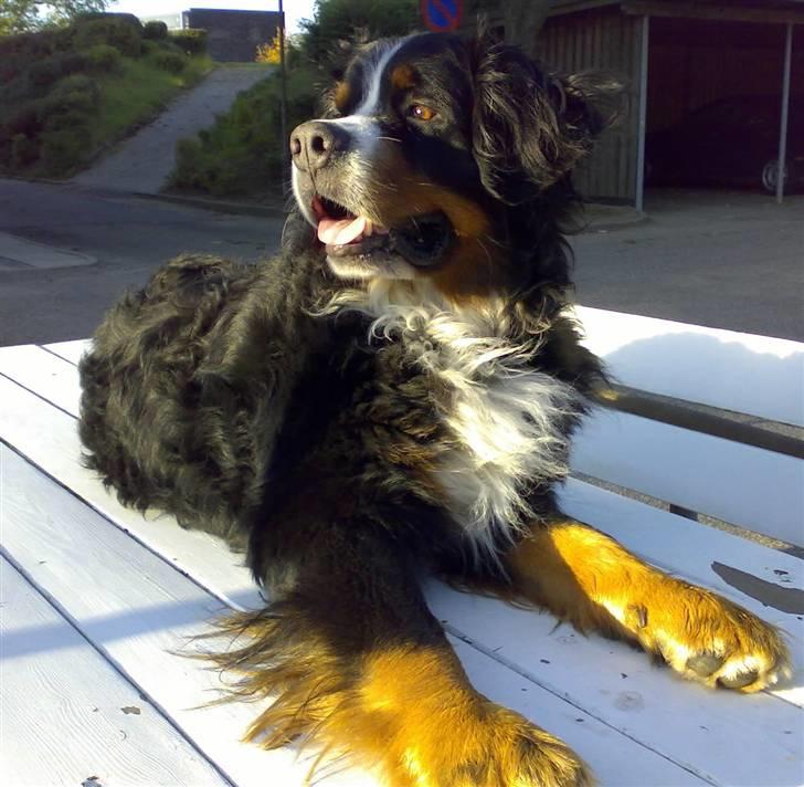 Berner sennenhund Batman (Død dec.09) - Øhh var det spisetid.?? billede 1