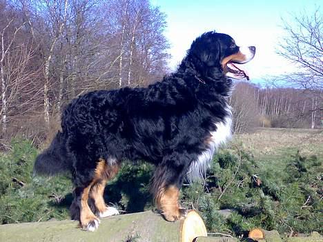 Berner sennenhund Batman (Død dec.09) - Ren udstillingshund .. billede 2
