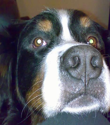 Berner sennenhund Batman (Død dec.09) - KIG PÅ MIG !!! billede 3