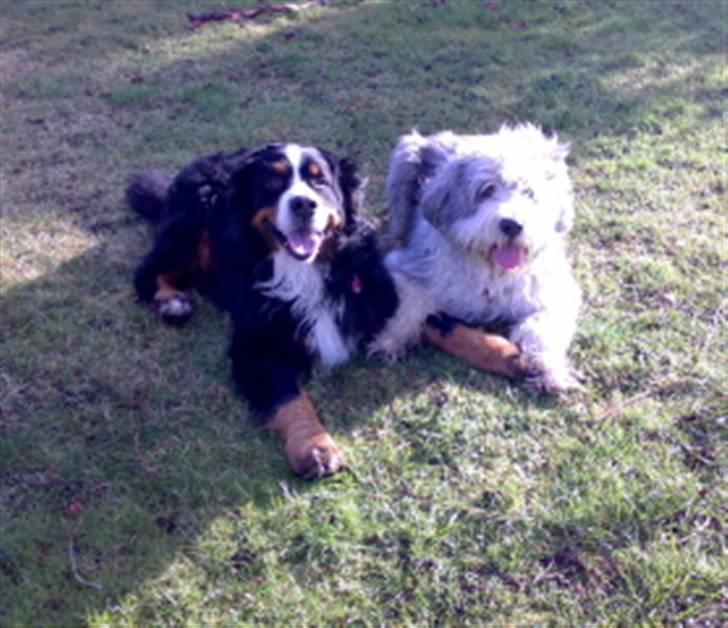 Berner sennenhund Batman (Død dec.09) - Brormand og mig billede 4