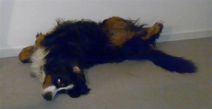 Berner sennenhund Batman (Død dec.09) - Ligger lige og slanger mig !!! billede 5