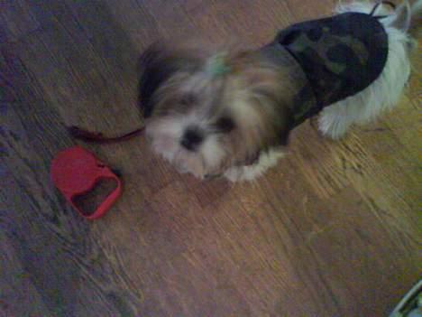 Blanding af racer Betty boop billede 17