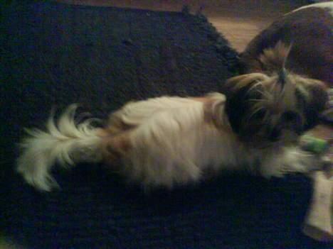 Blanding af racer Betty boop billede 18