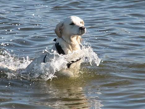 Golden retriever Walter billede 6