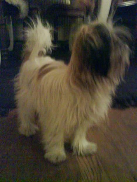 Blanding af racer Betty boop billede 19