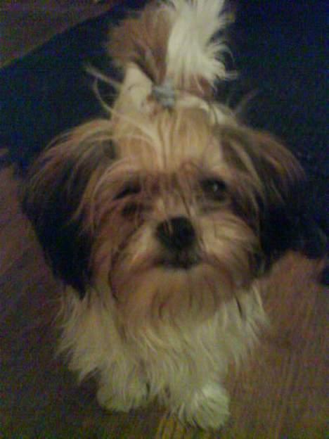 Blanding af racer Betty boop billede 20