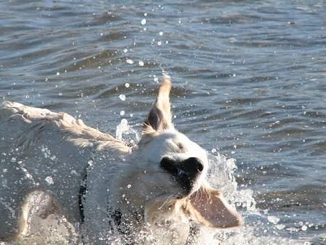 Golden retriever Walter billede 7