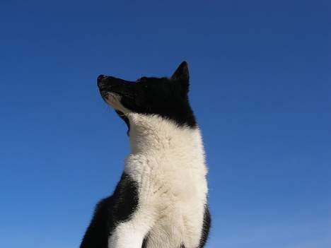 Karelsk bjørnehund Lucka billede 7