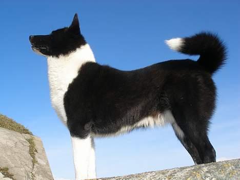 Karelsk bjørnehund Lucka billede 8