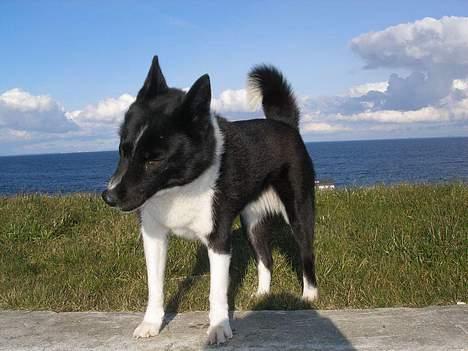 Karelsk bjørnehund Lucka billede 11