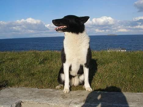 Karelsk bjørnehund Lucka billede 12