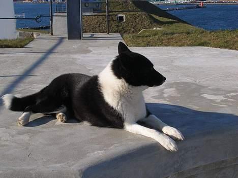 Karelsk bjørnehund Lucka billede 13